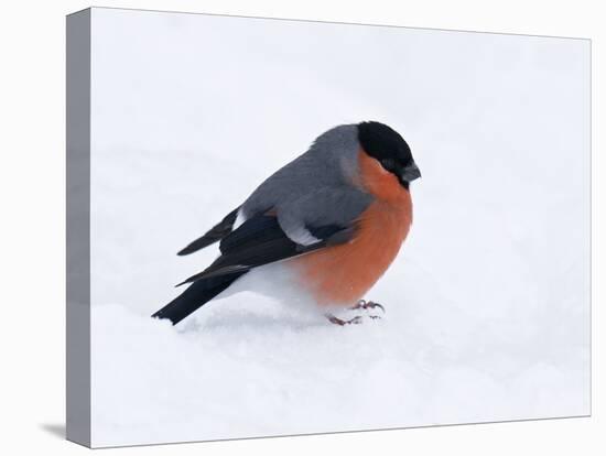 Bullfinch Male in Snow, Scotland, UK-Andy Sands-Stretched Canvas