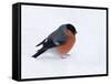 Bullfinch Male in Snow, Scotland, UK-Andy Sands-Framed Stretched Canvas