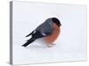 Bullfinch Male in Snow, Scotland, UK-Andy Sands-Stretched Canvas
