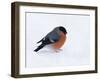 Bullfinch Male in Snow, Scotland, UK-Andy Sands-Framed Photographic Print