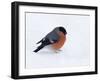 Bullfinch Male in Snow, Scotland, UK-Andy Sands-Framed Photographic Print