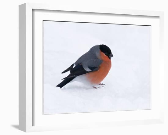 Bullfinch Male in Snow, Scotland, UK-Andy Sands-Framed Photographic Print