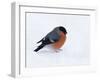 Bullfinch Male in Snow, Scotland, UK-Andy Sands-Framed Photographic Print