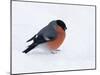 Bullfinch Male in Snow, Scotland, UK-Andy Sands-Mounted Photographic Print