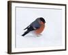 Bullfinch Male in Snow, Scotland, UK-Andy Sands-Framed Photographic Print