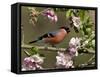 Bullfinch Male Perched Among Apple Blossom, Buckinghamshire, England, UK-Andy Sands-Framed Stretched Canvas