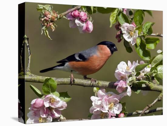 Bullfinch Male Perched Among Apple Blossom, Buckinghamshire, England, UK-Andy Sands-Stretched Canvas