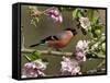 Bullfinch Male Perched Among Apple Blossom, Buckinghamshire, England, UK-Andy Sands-Framed Stretched Canvas