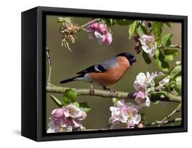 Bullfinch Male Perched Among Apple Blossom, Buckinghamshire, England, UK-Andy Sands-Framed Stretched Canvas