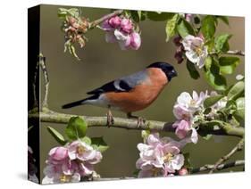 Bullfinch Male Perched Among Apple Blossom, Buckinghamshire, England, UK-Andy Sands-Stretched Canvas