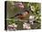 Bullfinch Male Perched Among Apple Blossom, Buckinghamshire, England, UK-Andy Sands-Stretched Canvas
