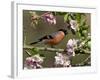 Bullfinch Male Perched Among Apple Blossom, Buckinghamshire, England, UK-Andy Sands-Framed Photographic Print