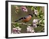 Bullfinch Male Perched Among Apple Blossom, Buckinghamshire, England, UK-Andy Sands-Framed Photographic Print