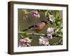 Bullfinch Male Perched Among Apple Blossom, Buckinghamshire, England, UK-Andy Sands-Framed Photographic Print