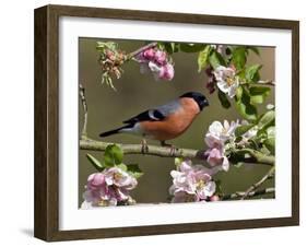 Bullfinch Male Perched Among Apple Blossom, Buckinghamshire, England, UK-Andy Sands-Framed Photographic Print