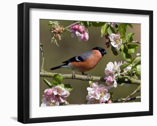 Bullfinch Male Perched Among Apple Blossom, Buckinghamshire, England, UK-Andy Sands-Framed Photographic Print