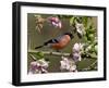 Bullfinch Male Perched Among Apple Blossom, Buckinghamshire, England, UK-Andy Sands-Framed Photographic Print