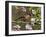 Bullfinch Male Perched Among Apple Blossom, Buckinghamshire, England, UK-Andy Sands-Framed Photographic Print