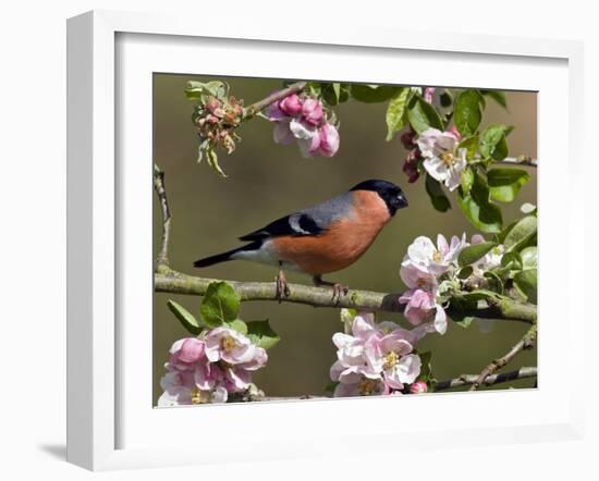 Bullfinch Male Perched Among Apple Blossom, Buckinghamshire, England, UK-Andy Sands-Framed Photographic Print