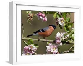 Bullfinch Male Perched Among Apple Blossom, Buckinghamshire, England, UK-Andy Sands-Framed Photographic Print