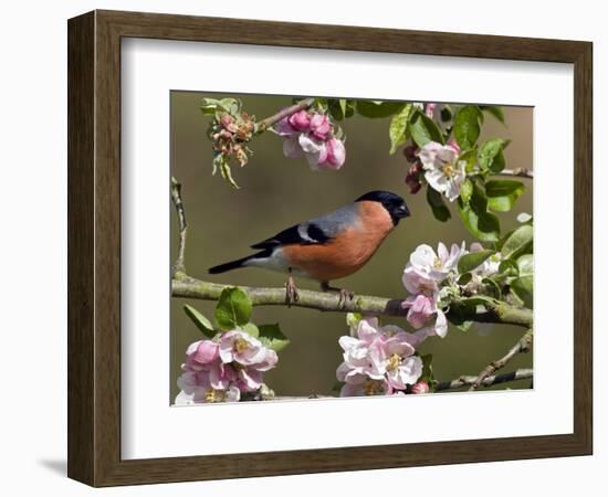 Bullfinch Male Perched Among Apple Blossom, Buckinghamshire, England, UK-Andy Sands-Framed Photographic Print