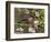 Bullfinch Male Perched Among Apple Blossom, Buckinghamshire, England, UK-Andy Sands-Framed Photographic Print