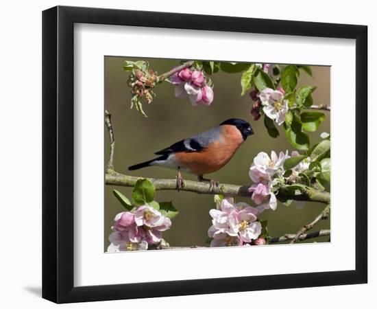 Bullfinch Male Perched Among Apple Blossom, Buckinghamshire, England, UK-Andy Sands-Framed Photographic Print