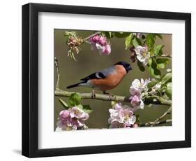 Bullfinch Male Perched Among Apple Blossom, Buckinghamshire, England, UK-Andy Sands-Framed Photographic Print