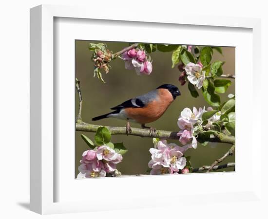 Bullfinch Male Perched Among Apple Blossom, Buckinghamshire, England, UK-Andy Sands-Framed Photographic Print