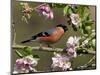 Bullfinch Male Perched Among Apple Blossom, Buckinghamshire, England, UK-Andy Sands-Mounted Photographic Print