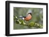 Bullfinch male walking along mossy twig, Buckinghamshire, England, UK-Andy Sands-Framed Photographic Print