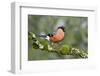 Bullfinch male walking along mossy twig, Buckinghamshire, England, UK-Andy Sands-Framed Photographic Print