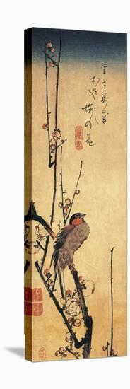 Bullfinch Perching on a Branch of a Japanese Plum Tree-null-Stretched Canvas