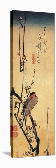 Bullfinch Perching on a Branch of a Japanese Plum Tree-null-Stretched Canvas