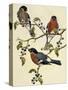 Bullfinch (Pyrrhula Pyrrhula) (1804-1881). United Kingdom, 19th Century-John Gould-Stretched Canvas