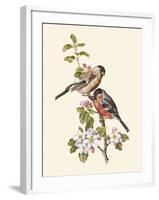 Bullfinch-Anatole Marlin-Framed Giclee Print