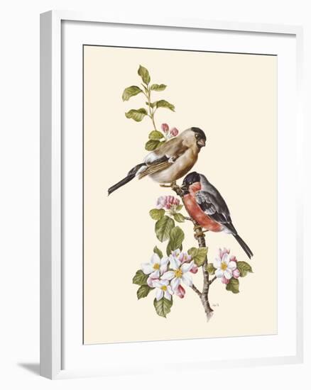 Bullfinch-Anatole Marlin-Framed Giclee Print