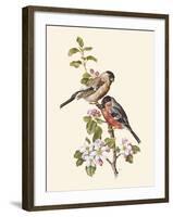 Bullfinch-Anatole Marlin-Framed Giclee Print