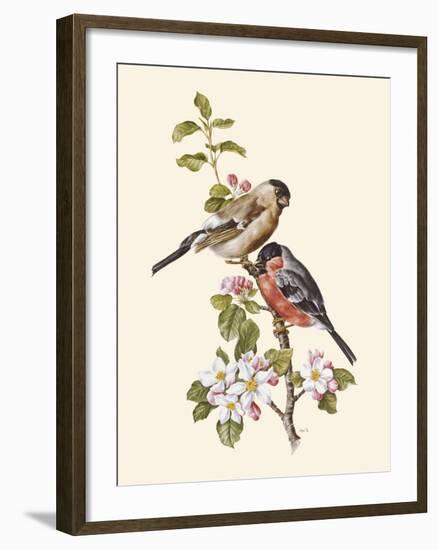 Bullfinch-Anatole Marlin-Framed Giclee Print