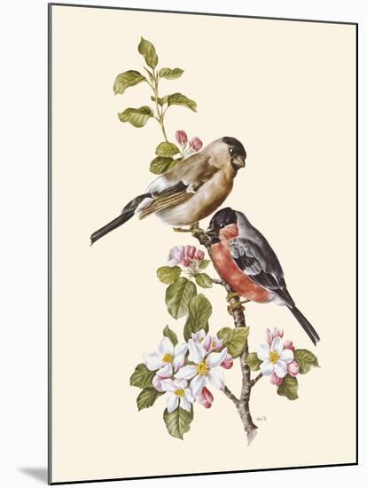 Bullfinch-Anatole Marlin-Mounted Giclee Print