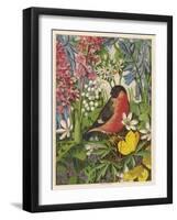 Bullfinch-null-Framed Art Print