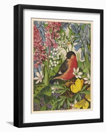 Bullfinch-null-Framed Art Print