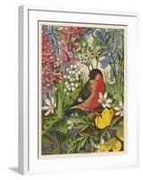 Bullfinch-null-Framed Art Print