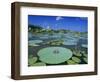 Bullfrog, Adult on American Lotus Lilypad, Welder Wildlife Refuge, Sinton, Texas, USA-Rolf Nussbaumer-Framed Premium Photographic Print