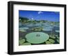 Bullfrog, Adult on American Lotus Lilypad, Welder Wildlife Refuge, Sinton, Texas, USA-Rolf Nussbaumer-Framed Premium Photographic Print