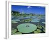 Bullfrog, Adult on American Lotus Lilypad, Welder Wildlife Refuge, Sinton, Texas, USA-Rolf Nussbaumer-Framed Photographic Print