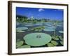 Bullfrog, Adult on American Lotus Lilypad, Welder Wildlife Refuge, Sinton, Texas, USA-Rolf Nussbaumer-Framed Photographic Print