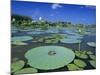 Bullfrog, Adult on American Lotus Lilypad, Welder Wildlife Refuge, Sinton, Texas, USA-Rolf Nussbaumer-Mounted Photographic Print