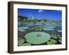 Bullfrog, Adult on American Lotus Lilypad, Welder Wildlife Refuge, Sinton, Texas, USA-Rolf Nussbaumer-Framed Photographic Print