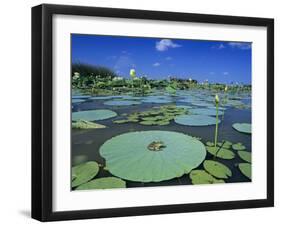 Bullfrog, Adult on American Lotus Lilypad, Welder Wildlife Refuge, Sinton, Texas, USA-Rolf Nussbaumer-Framed Photographic Print